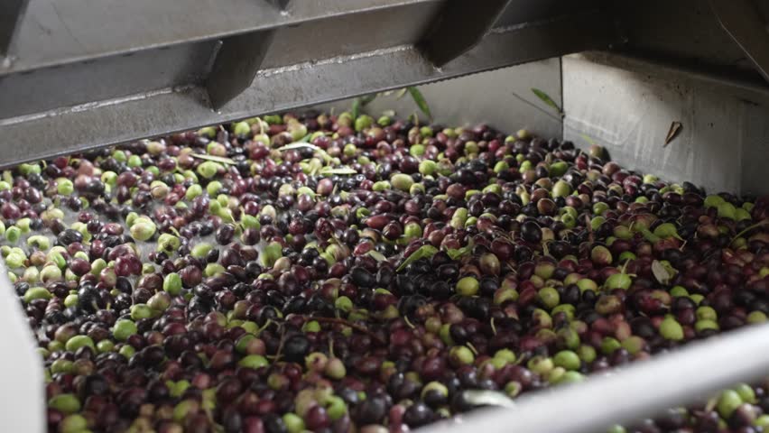 Mixed Olives Being Processed, vibrating for Sorting at an Olive Oil Factory