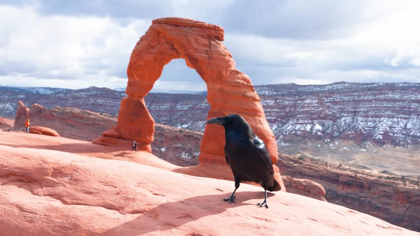 close up shot of a raven standing on a rock in front of Delicate Arche in Utah, as it looks around searching for food.