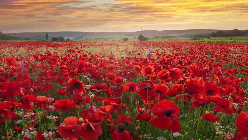 Slowly tracking shot of big red booming meadow of spring poppies flowers at the sunset. HDR nature landscape video scene. Beautiful flowers and spring natural composition.