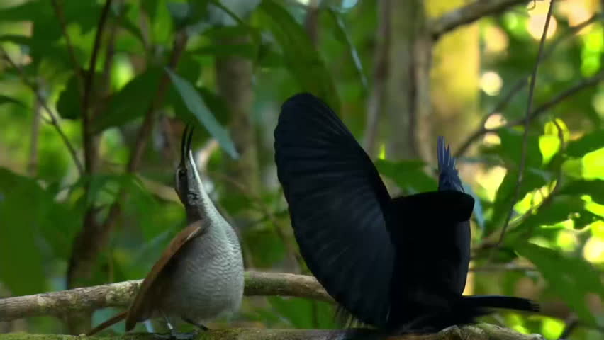 Black sicklebill (Epimachus meyeri), male bird of paradise with shoulder plumes and shiny badge of feathers dancing in courtship display in the forest, Papua New Guinea.