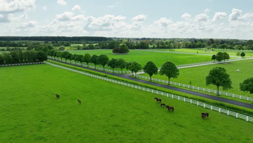 Aerial footage captured by a drone of a group of horses grazing and roaming freely in a lush