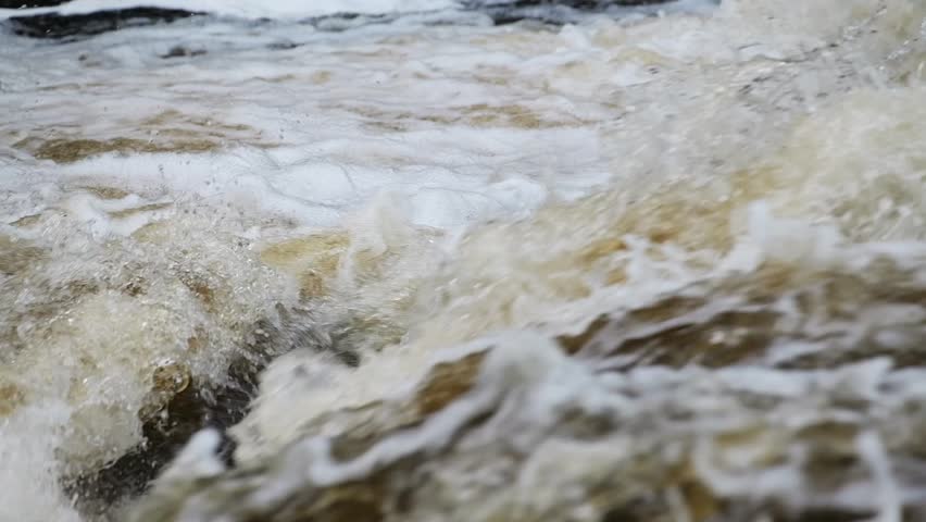 Close up of an atlantic salmon(Salmo Salar) trying to jump up the waterfall on it's journey upstream in Scotland