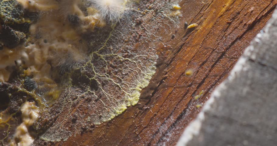 Yellow slime mold plasmodium pulsating motion over rotten piece of tree