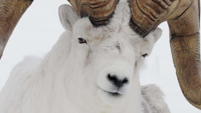 Yukon Canada, Horned Dalli Sheep Close-up Shot