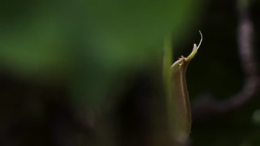 Timelapse of Carnivorous Pitcher Plant or Monkey cups growing in Rainforest Jungle. Carnivorous Plant Lures In and Eats Insects Hangs from Vines, Borneo, Malaysia.