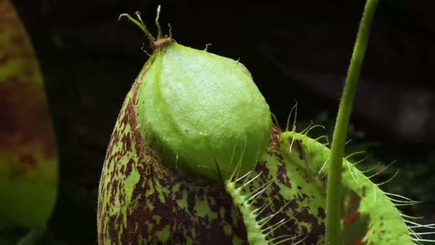 Timelapse of Carnivorous Pitcher Plant or Monkey cups growing in Rainforest Jungle. Carnivorous Plant Lures In and Eats Insects Hangs from Vines, Borneo, Malaysia.
