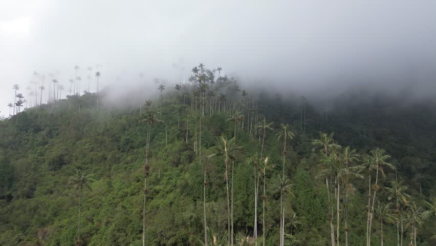 Misty morning in Cocora Valley, Salento, Colombia, highlighting wax palms and serene landscapes, drone fast ascend above treeline into clouds