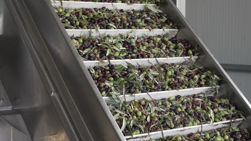 Conveyor with Freshly Harvested Olives Moving Through Sorting Process in Olive Mill