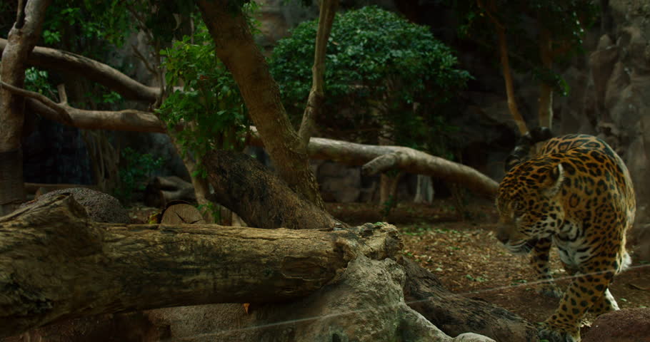 Majestic jaguar in a lush habitat surrounded by trees and logs, captured with a naturalistic aesthetic, showcasing the grace and stealth of this wild predator