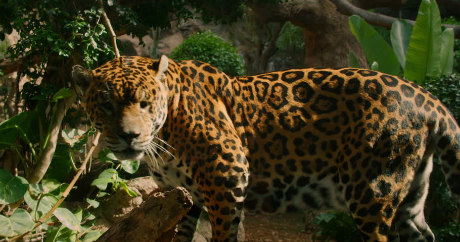 A jaguar walking on a log in a naturalistic zoo habitat surrounded by greenery