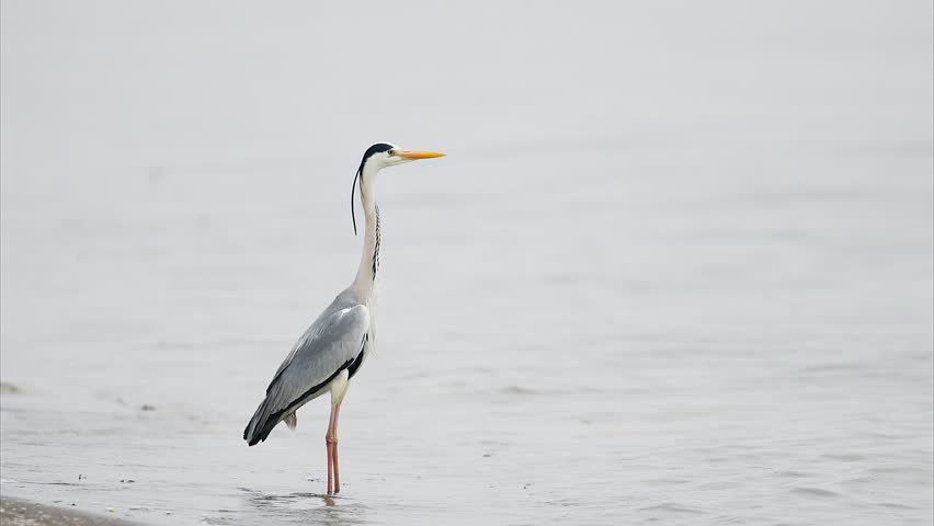 Standing Grey Heron (with sound)