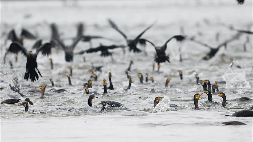 A flock of foraging Great Cormorant (with sound)