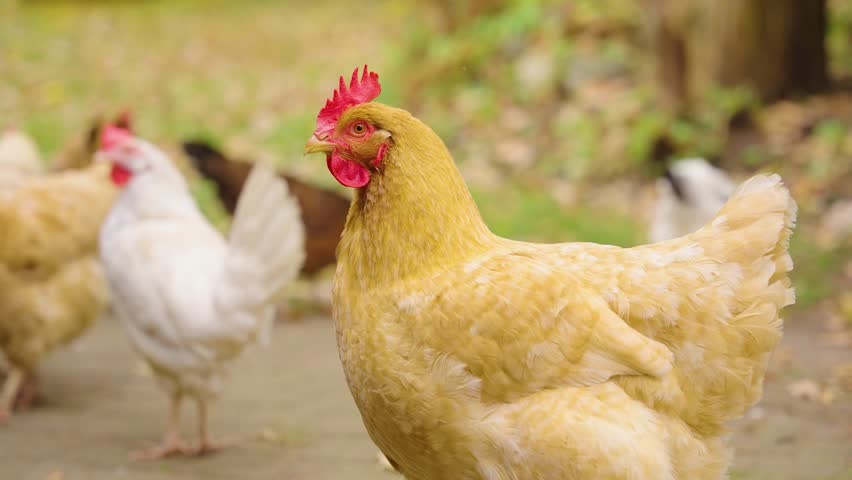 Slow motion telephoto of chicken turning head in a green rural backyard surrounded by trees, blurred out of focus birds behind