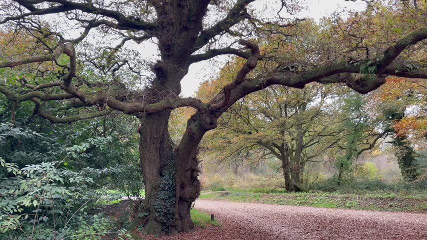 A large, twisting tree along a peaceful forest path in autumn