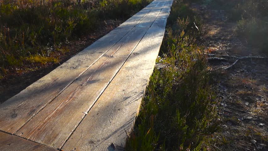 Wooden walkway or bog marsh hiking trail in Pääsküla Estonia during autumn time while morning sun shines on the planks and marsh plants and pine trees that are on the sides. Yellow leaves are visible.