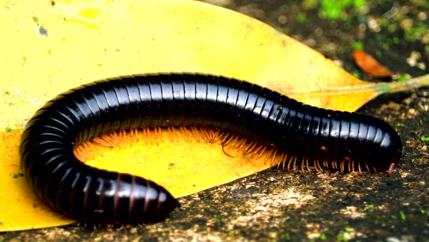 Giant African Millipede 4k video