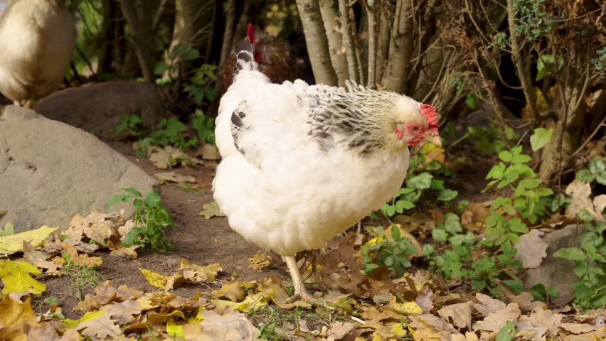 Chickens near a tree trunk shakes off dirt from body, scratching and foraging for food in a shaded rural area, slow motion, tracking follow