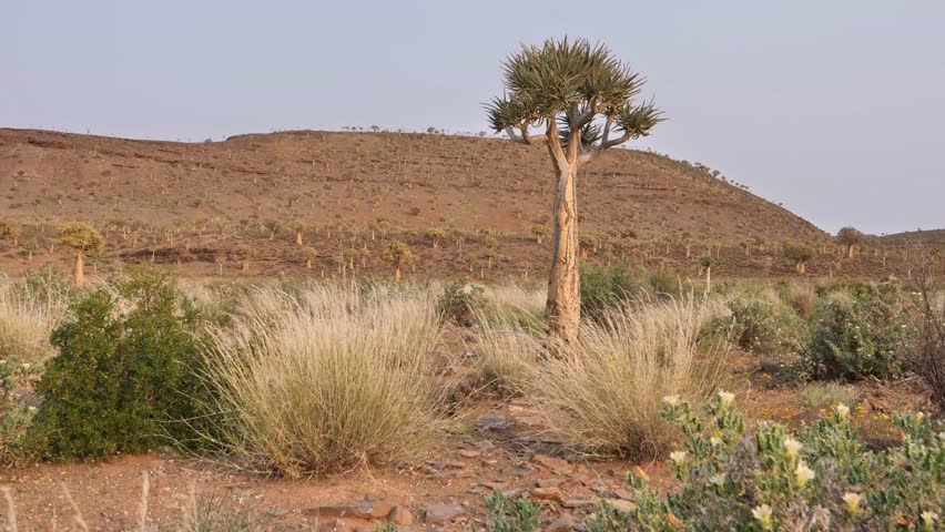 Quiver tree stands tall in a semi-arid landscape surrounded by grasses and shrubs at sunset