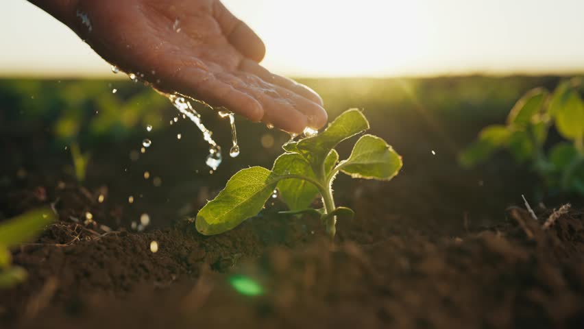 Farming and ecological area, closeup view of ecologist hand watering seedlings. Environmental protection and ecology concept, human care about nature, save planet, traditional horticulture and tillage