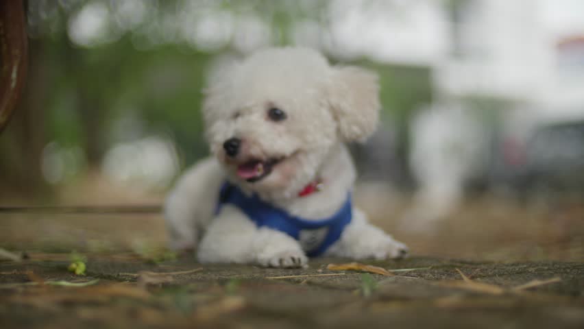 Toy poodle staring curiously at the cameraToy poodle