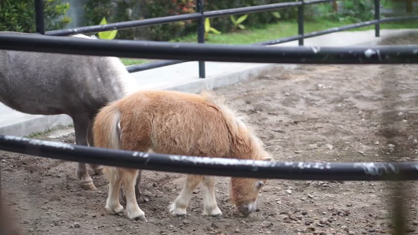 4K footage of mini horse equus caballus eating in a stable.