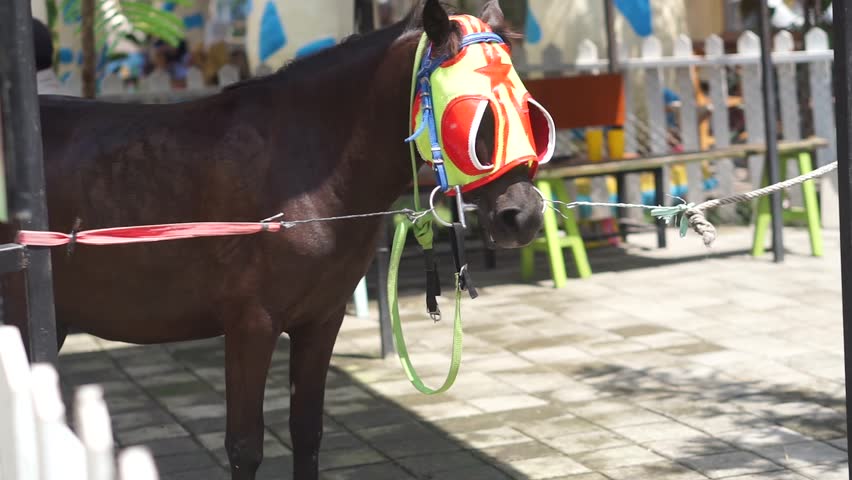 4K Footage Head of an equus caballus horse resting with its eyes closed.