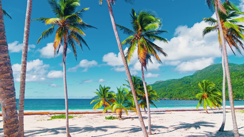 Sea coastline view with palm trees on tropical beach. Picturesque sea bay near Hawaiian beach. Azure Atlantic Ocean and palm trees. Travel to tropical paradise. Wildlife of Central America.