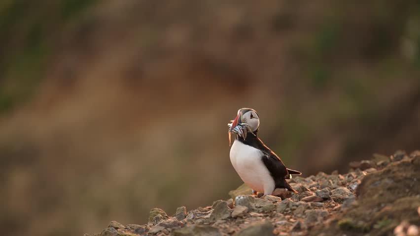 Puffin with Sandeels Fish in its Mouth, Close Up Portrait of Atlantic Puffin with a Catch of Sandeels and Fish in its Beak on Skomer Island, UK Birds and Wildlife