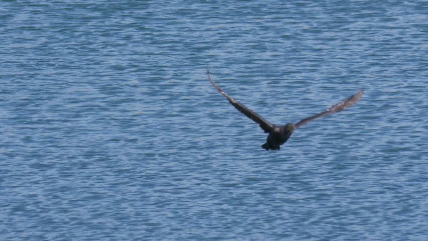 A great cormorant (Phalacrocorax carbo) taking off flying from a tranquil lake water on a clear sunny day