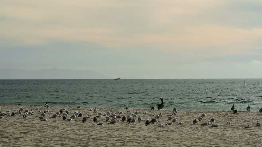 Sea birds take off and fly around as a jogger heads towards them on the beach.