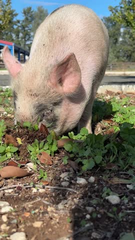 little piglet pig digging the ground vertical video. pigs on farm business natural farming concept. pig is digging the ground
