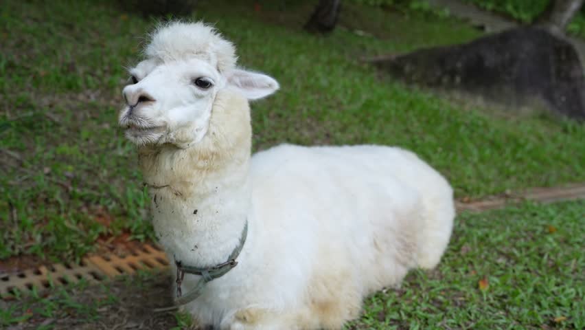 A Cute White Alpaca Persistently Grazing in the Beautiful Greenery of Its Habitat