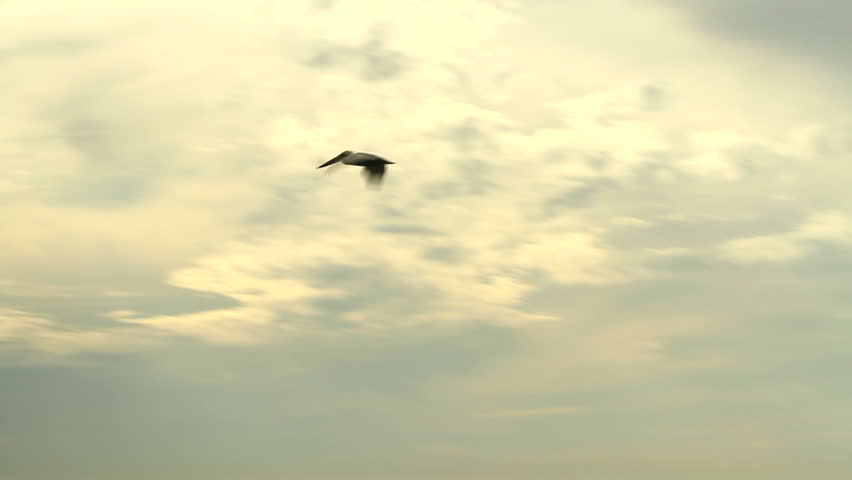 Pelican flying over the Pacific Ocean and up into the sky. Camera pans with the