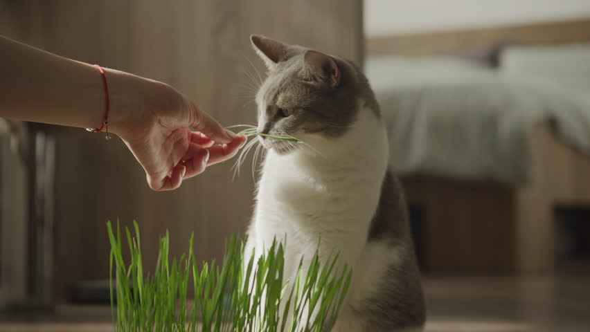 Cat Interacting with Human Hand Near Grass