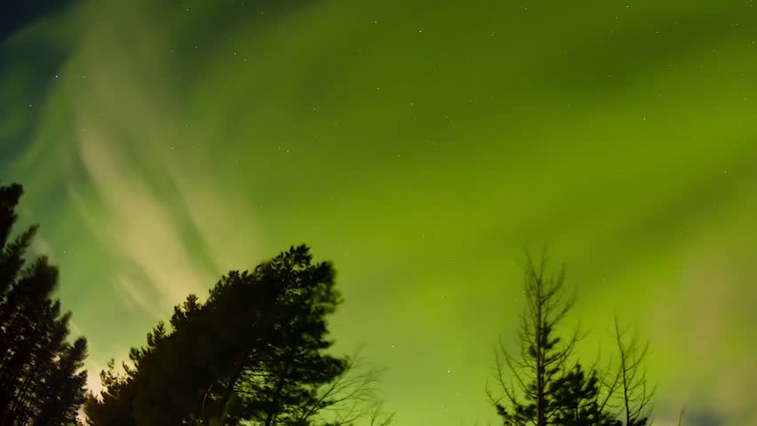 Aurora Green Above Winter Pine Forest Silhouette Loop. Beautiful Aurora Borealis animation background.