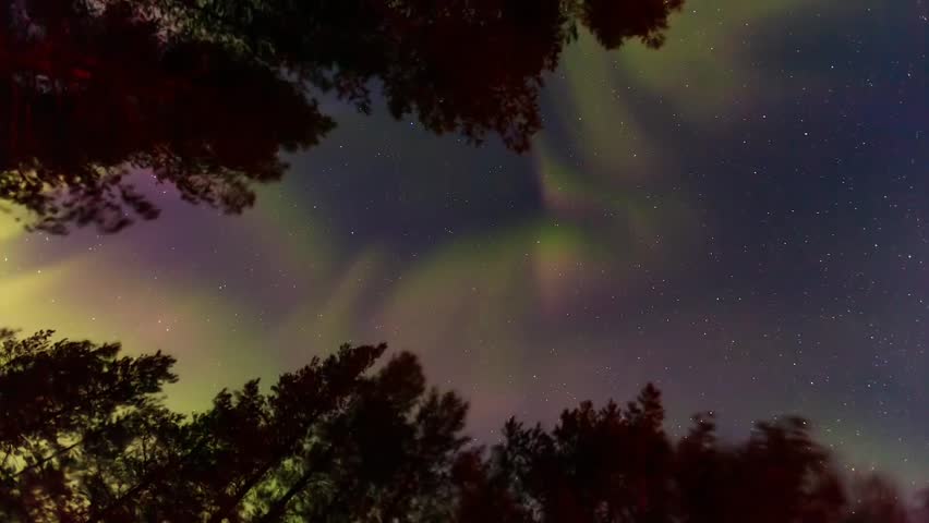 Aurora Green Above Winter Pine Forest Silhouette Loop. Beautiful Aurora Borealis animation background.