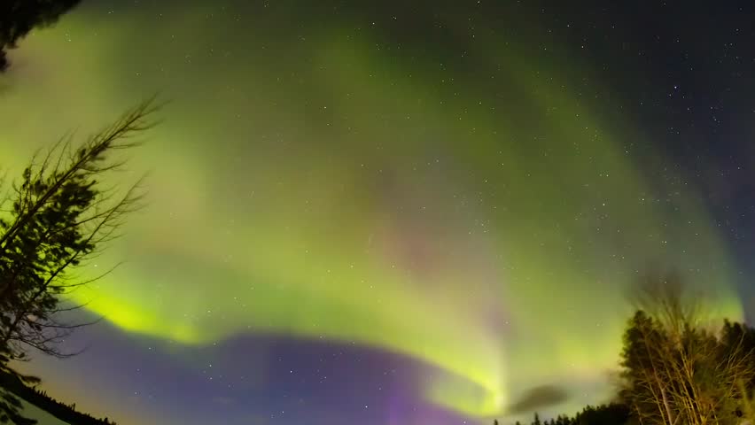 Aurora Green Above Winter Pine Forest Silhouette Loop. Beautiful Aurora Borealis animation background.