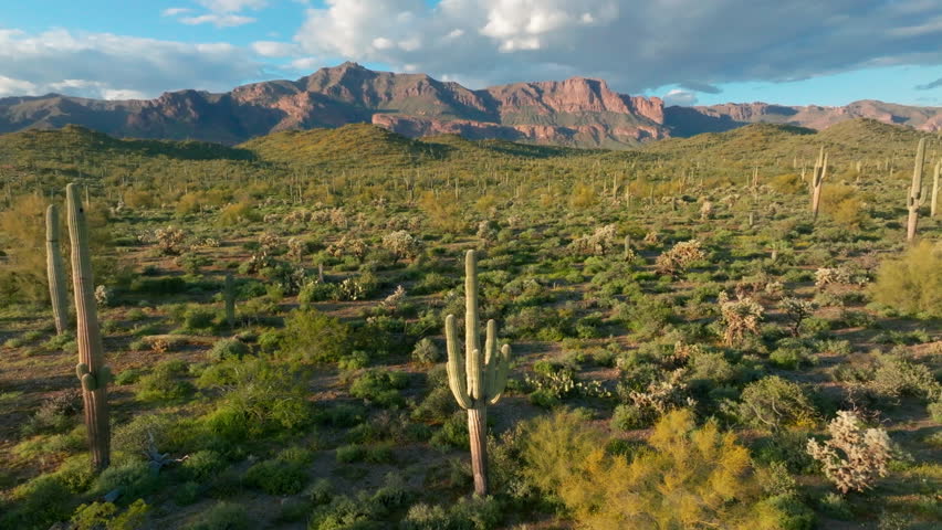 Aerial View Of Saguaro Cactus And Mountains In Summer In Phoenix Superstition Mountains. - pullback shot
