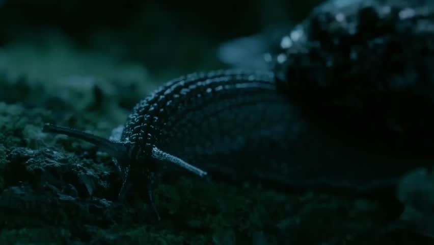 close up of rare giant snail