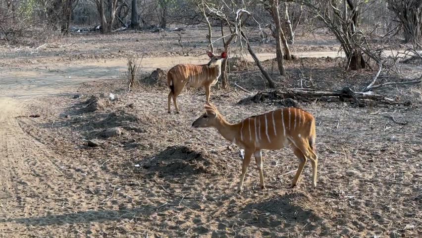 Female Nyala (Tragelaphus angasii) trying to find some food in the dry season in Majete Wildlife Reserve, Malawi.