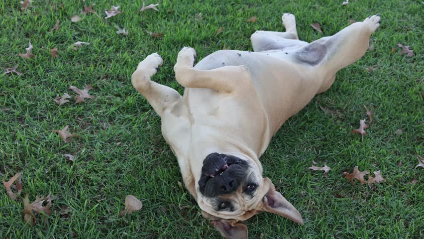 Cute Upside down puppy rolling on the green grass between leaves, Funny Boerboel Mastiff puppy being silly, Topside high angle