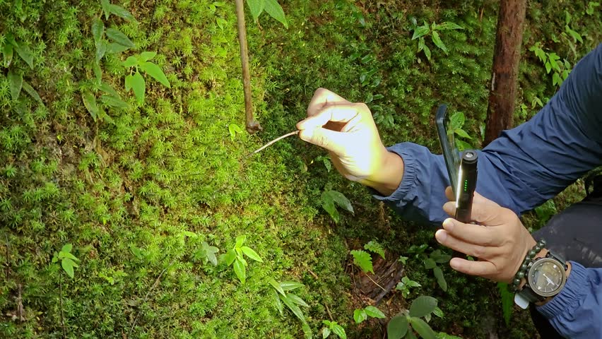 Hand holding a branch touching the moss wall to lure the trapdoor spider come out. Trapdoor spider