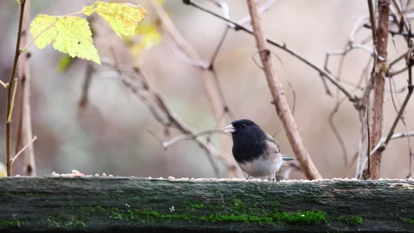 A bird eating. The Dark-eyed Junco is a medium-sized sparrow with a rounded head, a short, stout bill and a fairly long, conspicuous tail. 