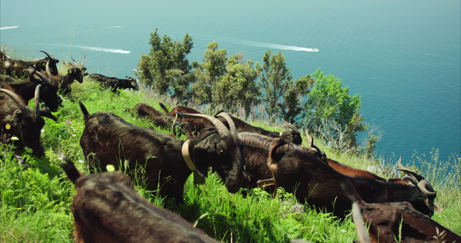 Amalfi Coast, Italy - 07.06.2023: Herd of Goats on the Path of the Gods