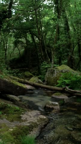 Tropical forest interior, Nature background of a rainforest Vertical Video