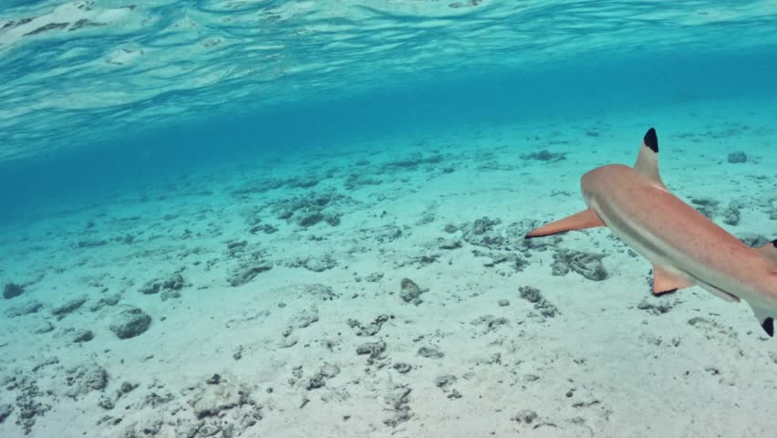 Blacktip Reef Shark Swimming Under The Sea With Clear Water In Bora Bora Island, French Polynesia. - underwater shot