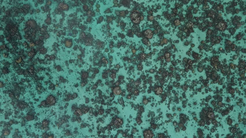 Above View Of Rocky Shores Of Plage Vaiava In Puna'auia, French Polynesia. Aerial Topdown Shot