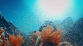 School of fish swims above a coral reef in the ocean. Raja Ampat, Indonesia - Powered by Shutterstock - Get 15% off with code: PIKWIZARD15