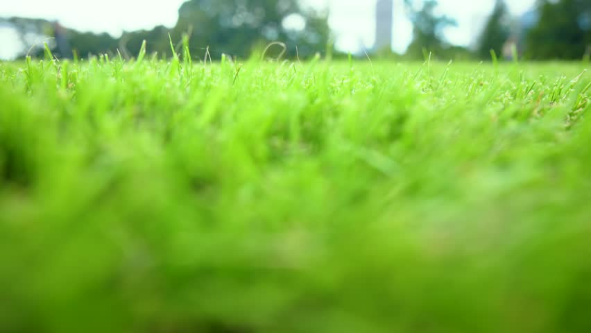 A vast lawn. People walking in the distance. Spider webs swaying.