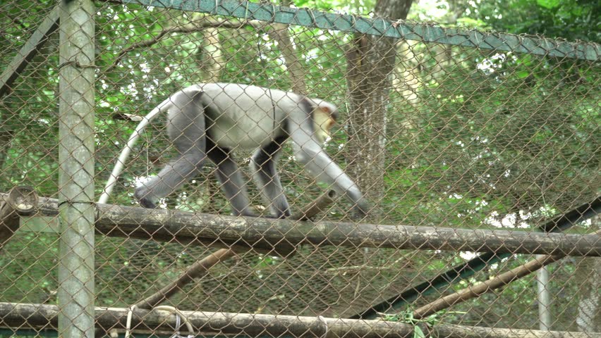 gray-shanked douc langur in confinement in conservation area in Ninh Binh Viet Nam